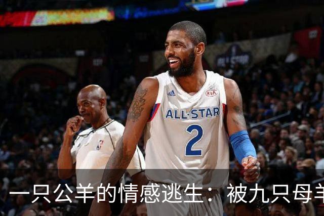 一只公羊的情感逃生：被九只母羊围追的窘境